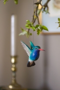 WG4674_DecoBird_Brad-bilderHummingbird_Lifestyle-8