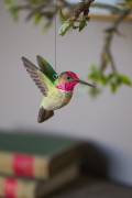 WG4675_DecoBird_AnnasHummingbird_Lifestyle-1