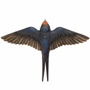 Wildlife_Garden_WG4448_DecoBird_FlyingBarnSwallow_Top