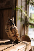 Wildlife_Garden_WG4480_DecoBird_Long-earedOwl_Lifestyle1