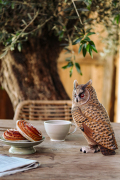 Wildlife_Garden_WG4480_DecoBird_Long-earedOwl_Lifestyle6