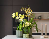 ORCHIDS INFO - Fit in den Sommer 2026