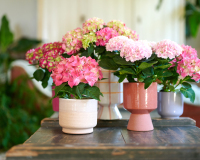 HYDRANGEA WORLD Zimmerhortensien 2026