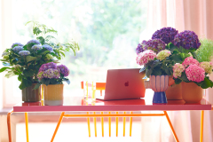 hydrangea worldkamerhortensiashoot Elize EveleensTrend Bahama MamaWerkplek