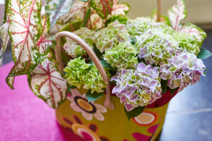 hydrangea worldkamerhortensiashoot Elize EveleensTrend Bahama MamaCadeau