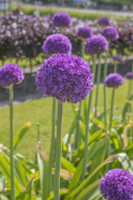 FAM_13885_Allium_Ambassador_FAM_28_mid