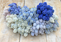 FAM_6911-AA-Muscari-Mix-high