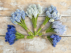 FAM_6927-AA-Muscari-Mix-high