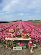 FAM_8809-AA-tulip-mix-field-FAM-sign-high