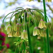 Alliums vierkant - Allium Bulgaricum