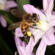 Mix en kado box vierkant - Chionodoxa Scilla